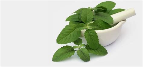 Add Tulasi in Your Daily Routine for Healthier Lifestyle.